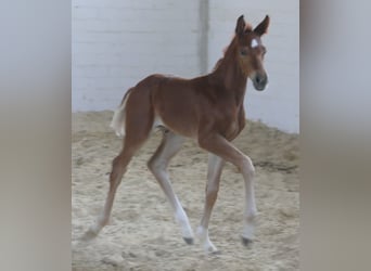 Hanoverian, Mare, , 16,2 hh, Chestnut