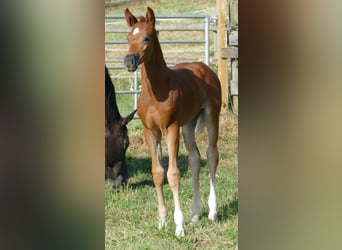 Hanoverian, Mare, , 16,2 hh, Chestnut