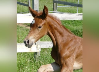 Hanoverian, Mare, , 16,2 hh, Chestnut