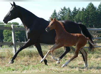 Hanoverian, Mare, , 16,2 hh, Chestnut