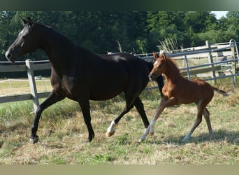 Hanoverian, Mare, , 16,2 hh, Chestnut