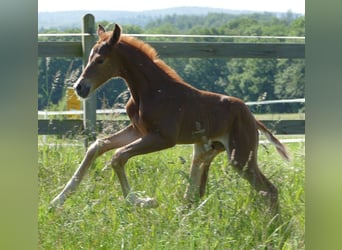 Hanoverian, Mare, , 16,2 hh, Chestnut