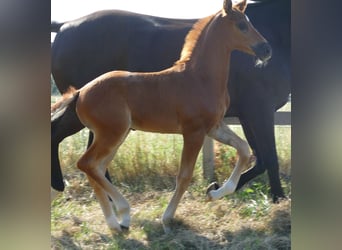 Hanoverian, Mare, , 16,2 hh, Chestnut