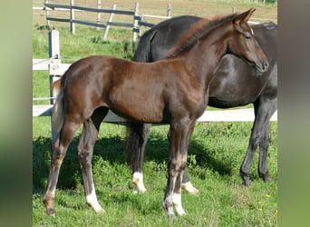 Hanoverian, Mare, Foal (06/2025), 16,2 hh, Chestnut