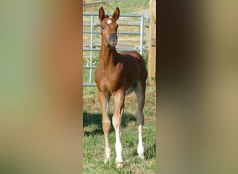 Hanoverian, Mare, , 16,2 hh, Chestnut