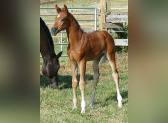 Hanoverian, Mare, , 16,2 hh, Chestnut