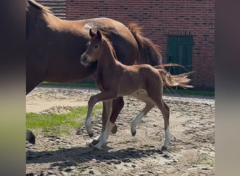 Hanoverian, Mare, , 16,2 hh, Chestnut