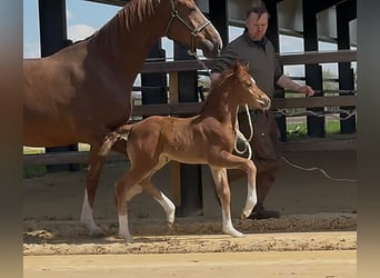 Hanoverian, Mare, , 16,2 hh, Chestnut