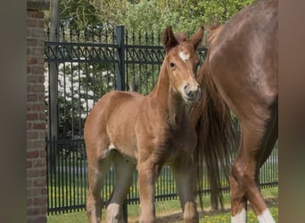 Hanoverian, Mare, , 16,2 hh, Chestnut