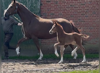 Hanoverian, Mare, , 16,2 hh, Chestnut