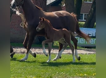 Hanoverian, Mare, , 16,2 hh, Chestnut