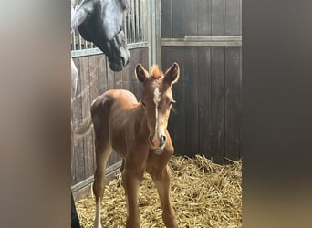 Hanoverian, Mare, Foal (06/2025), 16,2 hh, Chestnut