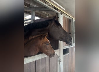 Hanoverian, Mare, Foal (06/2025), 16,2 hh, Chestnut