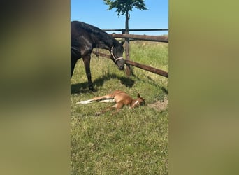 Hanoverian, Mare, Foal (06/2025), 16,2 hh, Chestnut