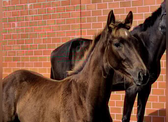 Hanoverian, Mare, Foal (05/2025), 16,2 hh, Chestnut