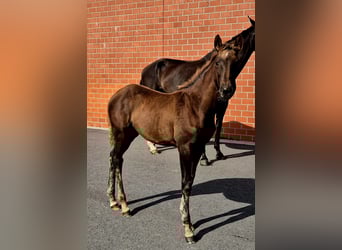 Hanoverian, Mare, Foal (05/2025), 16,2 hh, Chestnut