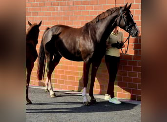 Hanoverian, Mare, Foal (04/2025), 16,2 hh, Chestnut