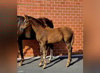 Hanoverian, Mare, Foal (04/2025), 16,2 hh, Chestnut