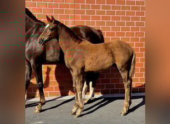Hanoverian, Mare, Foal (04/2025), 16,2 hh, Chestnut