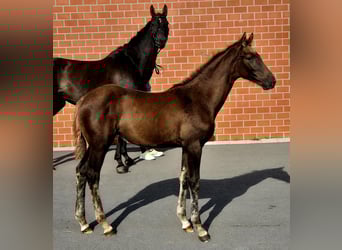 Hanoverian, Mare, Foal (05/2025), 16,2 hh, Chestnut