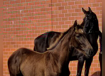Hanoverian, Mare, Foal (05/2025), 16,2 hh, Chestnut