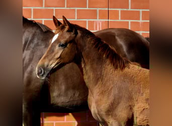 Hanoverian, Mare, Foal (04/2025), 16,2 hh, Chestnut