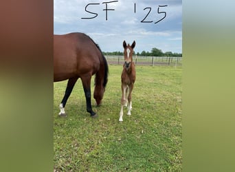 Hanoverian, Mare, Foal (05/2025), 16,2 hh, Chestnut