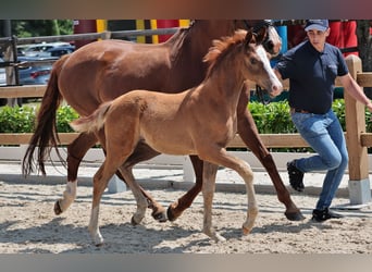 Hanoverian, Mare, , 16,2 hh, Chestnut