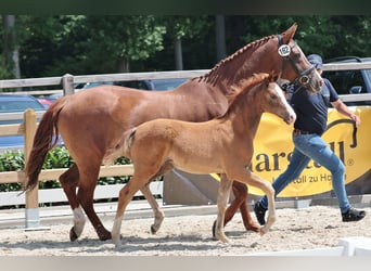 Hanoverian, Mare, , 16,2 hh, Chestnut