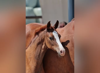 Hanoverian, Mare, , 16,2 hh, Chestnut
