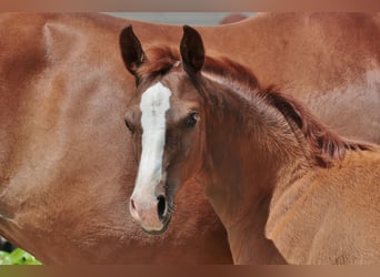 Hanoverian, Mare, , 16,2 hh, Chestnut