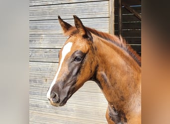 Hanoverian, Mare, Foal (05/2025), 16,2 hh, Chestnut