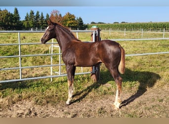Hanoverian, Mare, Foal (05/2025), 16,2 hh, Chestnut