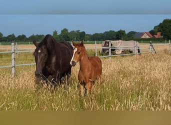 Hanoverian, Mare, Foal (05/2025), 16,2 hh, Chestnut