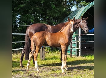 Hanoverian, Mare, Foal (05/2025), 16,2 hh, Chestnut