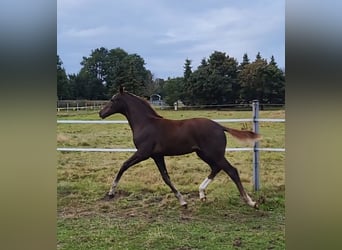 Hanoverian, Mare, Foal (05/2025), 16,2 hh, Chestnut