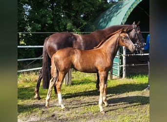Hanoverian, Mare, Foal (05/2025), 16,2 hh, Chestnut