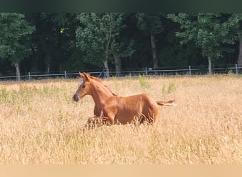 Hanoverian, Mare, Foal (05/2025), 16,2 hh, Chestnut