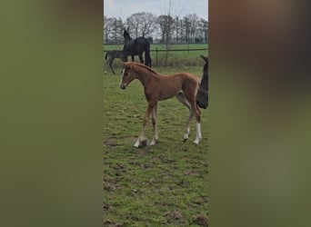 Hanoverian, Mare, , 16,2 hh, Chestnut-Red