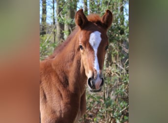 Hanoverian, Mare, , 16,2 hh, Chestnut-Red