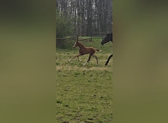 Hanoverian, Mare, , 16,2 hh, Chestnut-Red