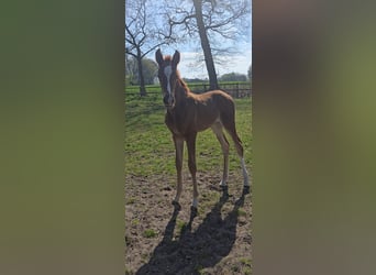 Hanoverian, Mare, , 16,2 hh, Chestnut-Red