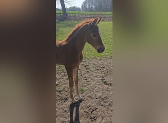 Hanoverian, Mare, , 16,2 hh, Chestnut-Red