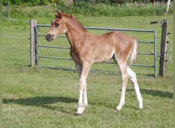 Hanoverian, Mare, , 16,2 hh, Chestnut-Red