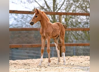 Hanoverian, Mare, Foal (03/2026), 16,2 hh