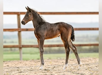 Hanoverian, Mare, Foal (03/2026), 16,2 hh