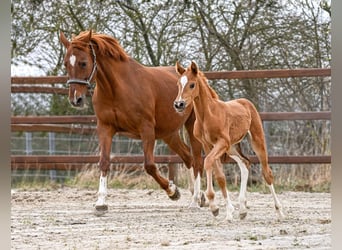 Hanoverian, Mare, Foal (03/2026), 16,2 hh