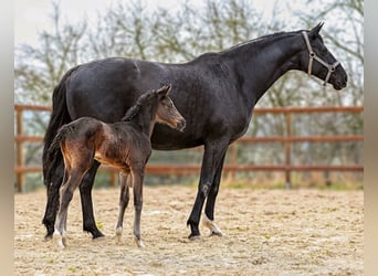 Hanoverian, Mare, Foal (03/2026), 16,2 hh