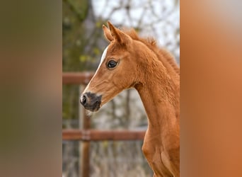 Hanoverian, Mare, Foal (03/2026), 16,2 hh