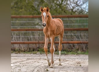 Hanoverian, Mare, Foal (03/2026), 16,2 hh